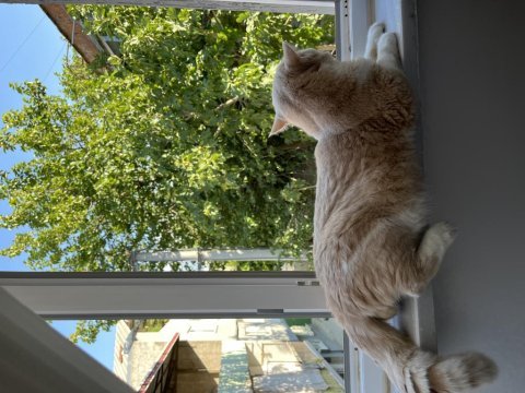 Sakin uysal bir exotic shorthair kedidir