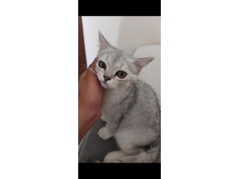 British shorthair yavrumu sahiplendiriyorum