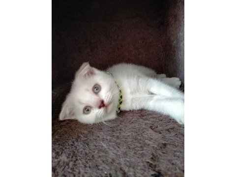 Kızımız yeni yuvasını arıyor scottish fold