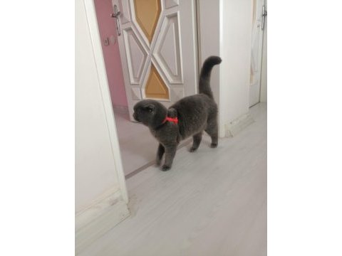 Uysal scottish fold kedim