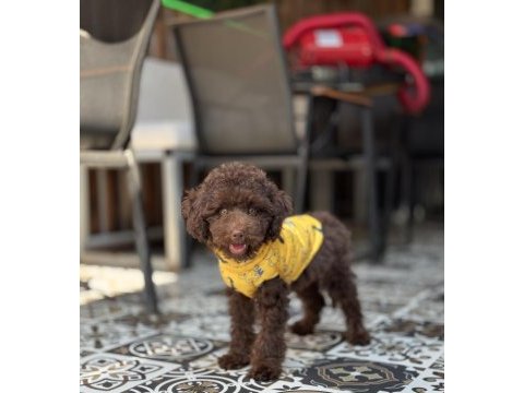 Çikolata toy poodle yavrumuz