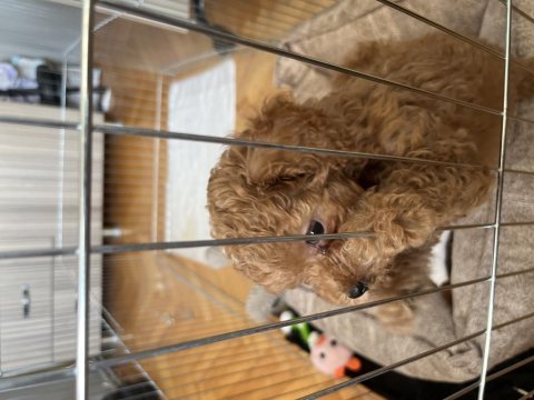 Safkan toy poodle yavru dişi 55 günlük