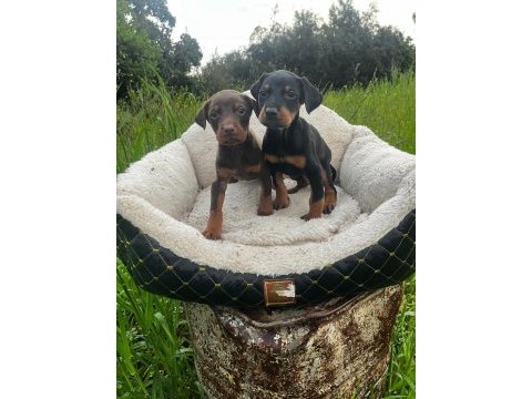 Gücün ve asaletin buluştuğu doberman yavrular