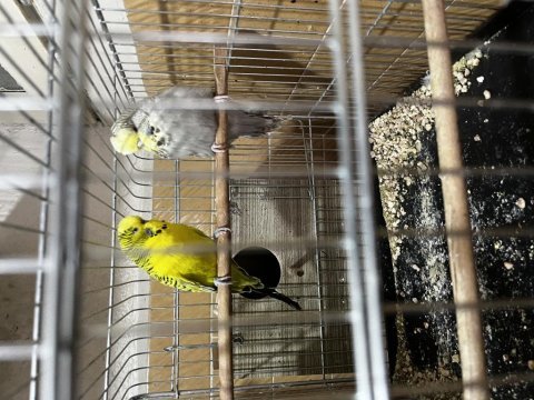 Hazır 12 takım yavrulu yumurtalı muhabbet kuşu