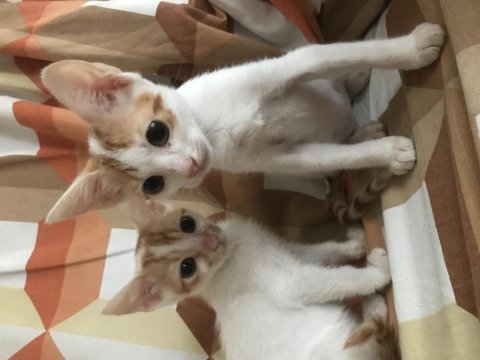 Acil yuva veya müsait bahçe aranıyor kedimize