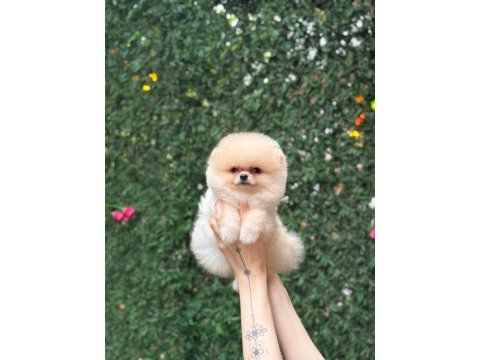 Sağlık ve ırk garantili pomeranian köpekler