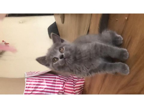 Kaliteli yavru kedim son çok çok uyguna vereceğim