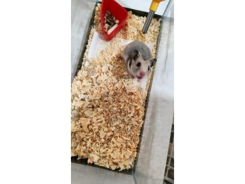Tam takım hamster