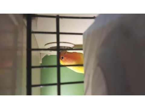 Kırmızı göz sevda papağanı