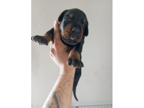 Dev doberman yavruları king kaliteli kan