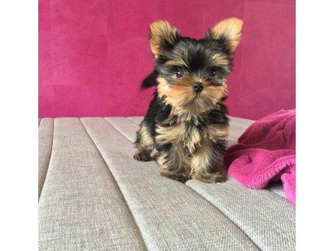 Micro teacup kore türkiyede tek yorkshire terrier
