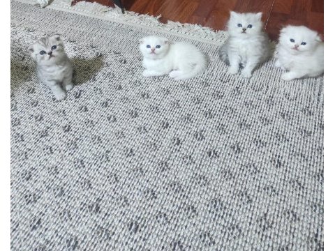Ankara mamaktayız scottish fold longhair