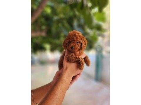 Kore dişi ve erkek toy poodle yavrularımız