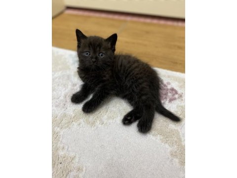 Kendi kedilerim oyuncu ve çok tatlı scottish fold