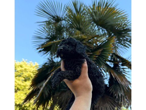 Teacup poodle özel renk