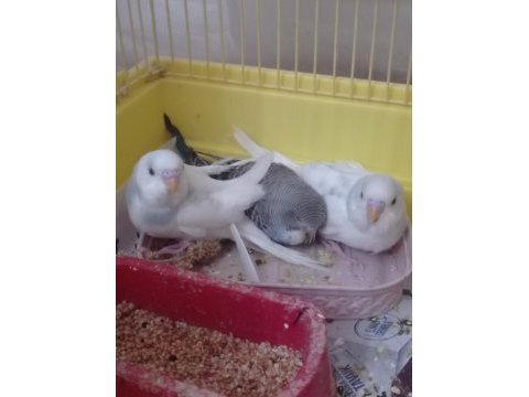 Yeni yem yemeye başladı muhabbet kuşumuz