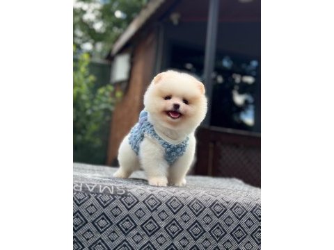 Yavru pomeranian boo köpekler