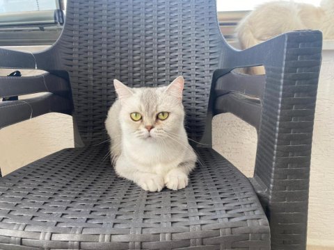 Ücretsiz sahiplendirilecek british shorthair