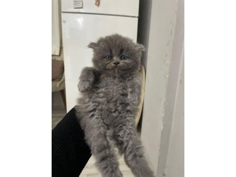 British longhair 1 aylık kedimiz