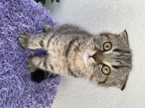 2.5 aylık scottish fold