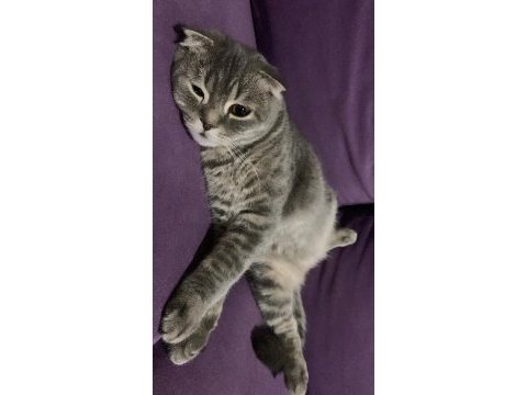 Scottish fold erkek kedimiz