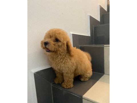 Dünya tatlısı maltipoo yavruları