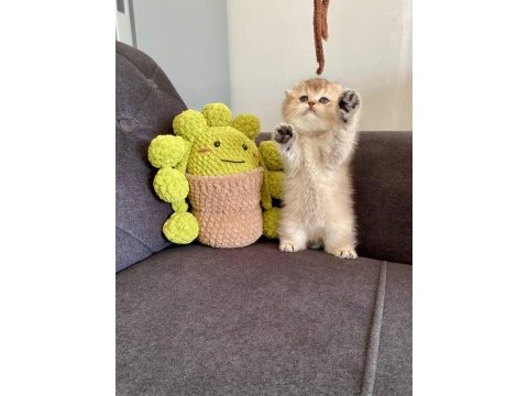 Sakin insan canlısı british shorthair gold yavrularımız