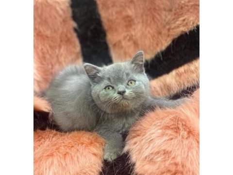 Scottish fold ve british yavrularımız