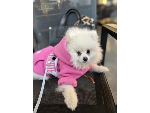 Pomeranian köpek 4aylık