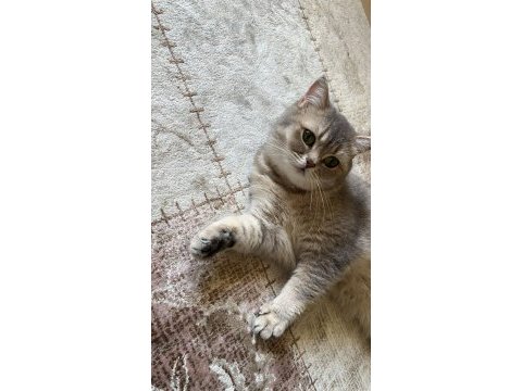 3 yaşında british shorthair dişi