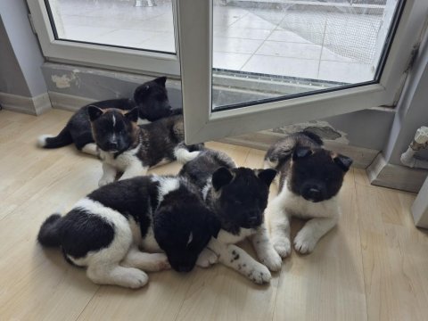 Amerikan akita yavru