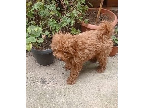 İzmir den yavru toy poodle