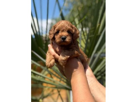 Maltipoo yavrularımız