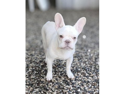 Aşılı fluffy ve ısabella taşıyıcı exotic french kızlarımız