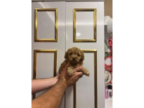 Orjinal poodle yavrular