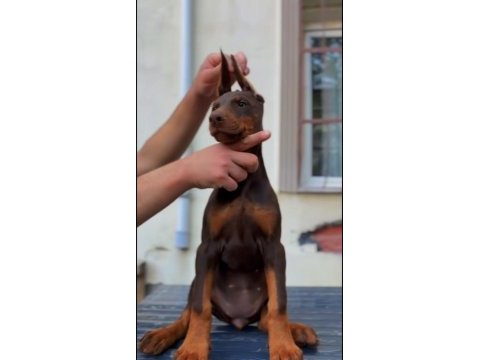 Yurt dışı kan hattı doberman yavrular