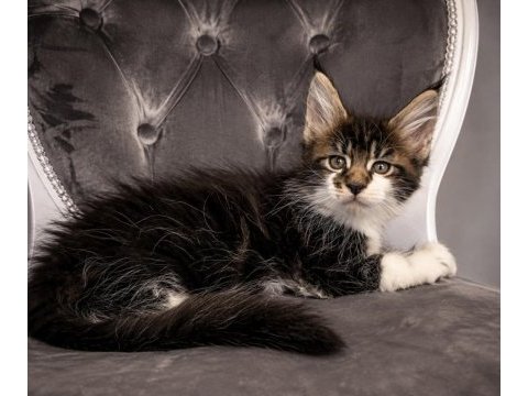 Üst kaliteli maine coon yavrular