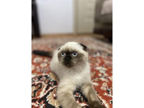 Scottish fold seal point (3 aylık dişi)
