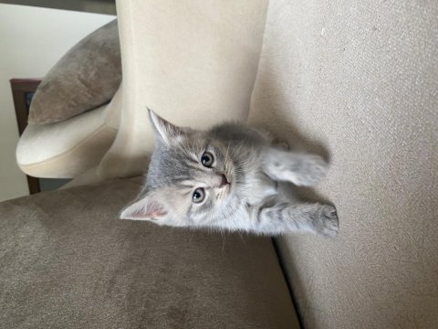 British shorthair silver