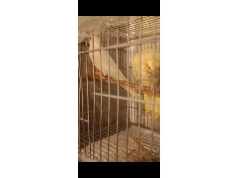 Yavru yumurta garantili sultan takımlar