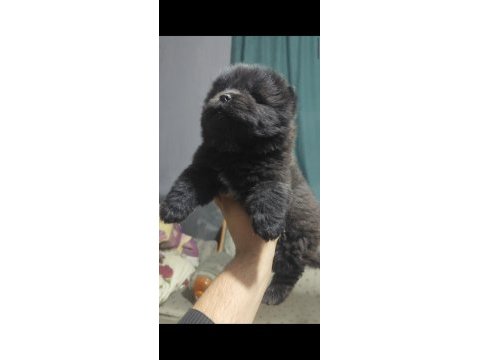 Çin aslanı yavru teslime hazır