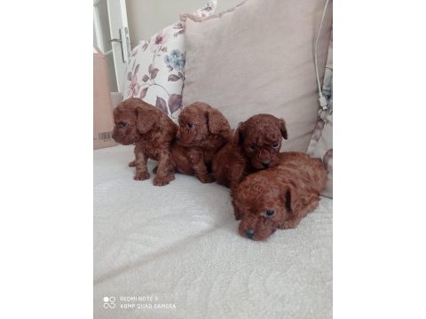 Toy poodle bebekler