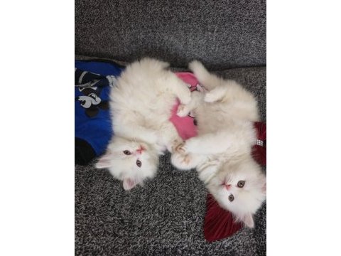 British longhair yavru kediler