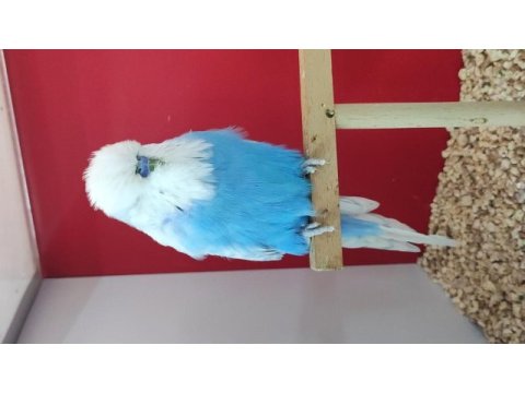 Damızlık spangle show erkek muhabbet kuşu