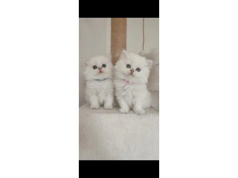 British longhair yavrularım yuvasına gitmeye hazır
