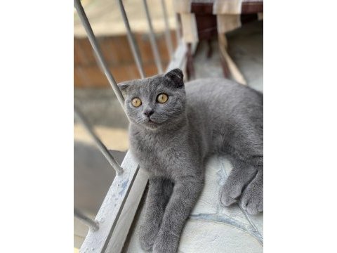Yakışıklı scottish fold oğlum