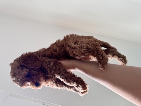 Toy poodle 2 aylık antalya