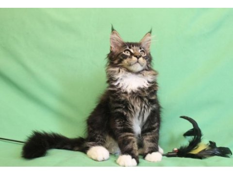 Dev maine coon erkek üst kaliteli