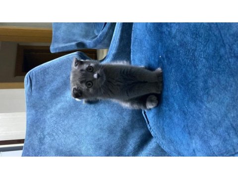 Scottish fold