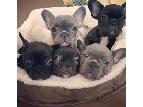 Show kalite french bulldog yavruları en iyisini arayana